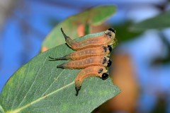 Lophyrotoma interrupta
