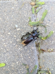 Lucanus placidus