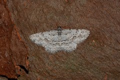 Psilosticha absorpta