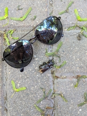 Lucanus placidus