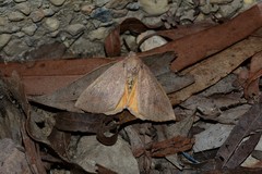 Mnesampela heliochrysa