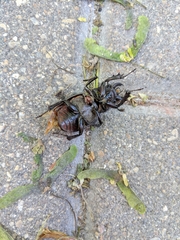 Lucanus placidus
