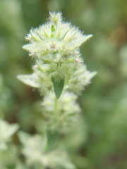 Trifolium stellatum