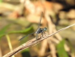 Pornothemis starrei