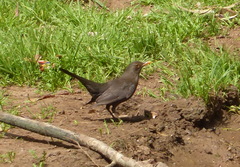Turdus merula