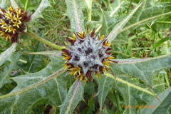 Gundelia tournefortii