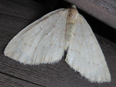 Idiotephria debilitata
