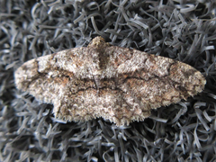 Satoblephara parvularia