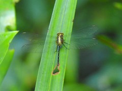 Pornothemis starrei