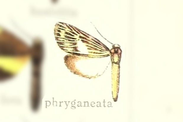 Oricia phryganeata