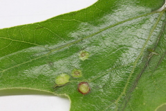 Polystepha quercifolia