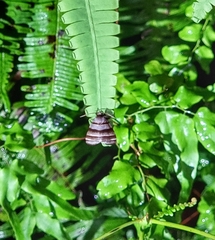 Flammona quadrifasciata