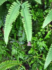 Flammona quadrifasciata