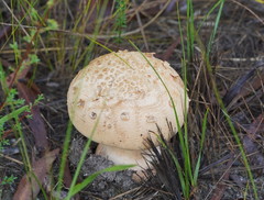 Amanita ochrophylloides