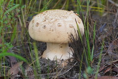 Amanita ochrophylloides