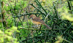 Rhodophoneus cruentus