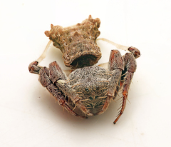 Arkys dilatatus