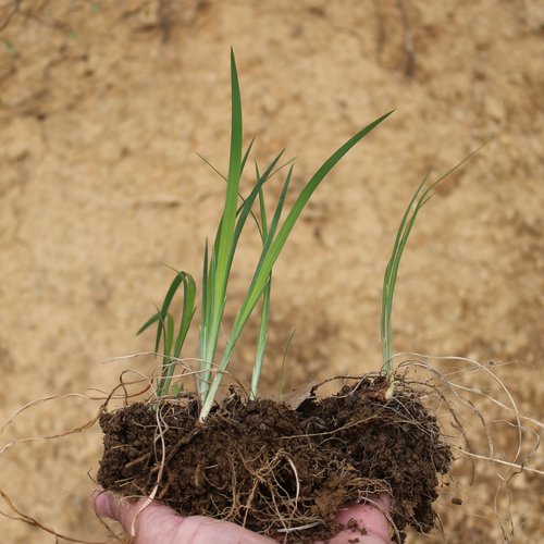 Iris colchica, photograph 1