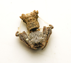 Arkys dilatatus
