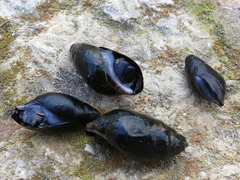 Melanopsis lorcana