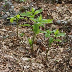 Scopolia caucasica