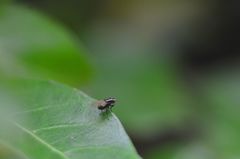 Poecilohetaerus aquilus