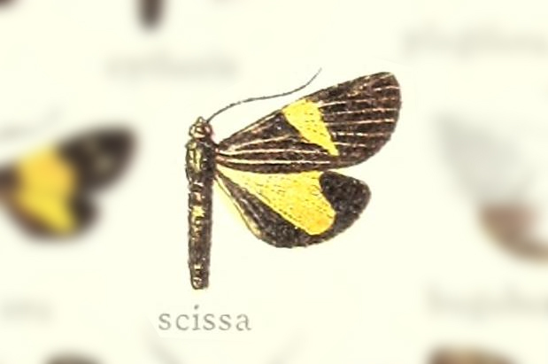 Cleptophasia
