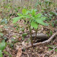 Scopolia caucasica