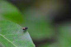 Poecilohetaerus aquilus