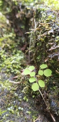 Thalictrum clavatum