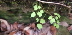 Thalictrum clavatum