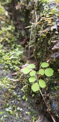 Thalictrum clavatum