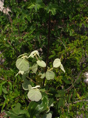 Ayenia rotundifolia