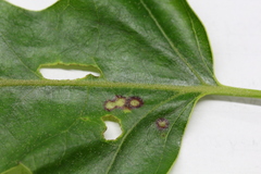 Polystepha quercifolia