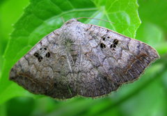 Blasticorhinus rivulosa