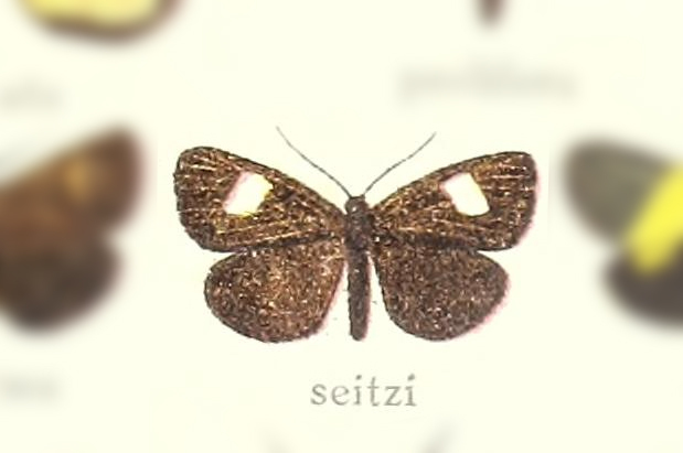 Scoturopsis seitzi