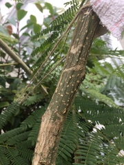 Peltophorum