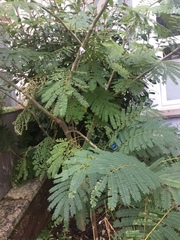 Peltophorum