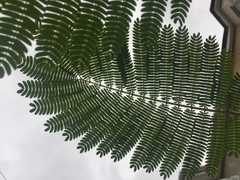 Peltophorum