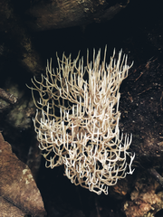 Phaeoclavulina ochracea