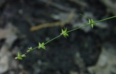 Carex rosea
