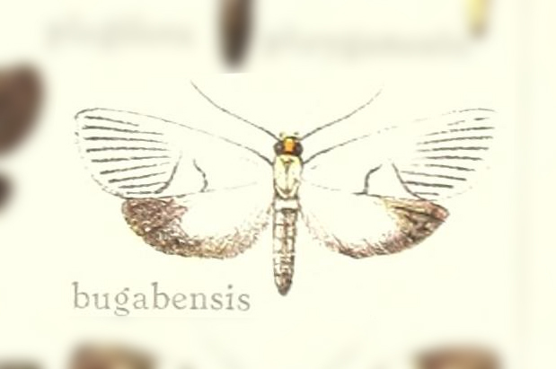 Scotura bugabensis