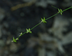 Carex rosea