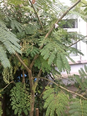 Peltophorum