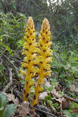 Orobanche variegata