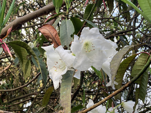 Rhododendron griffithianum, photograph 6