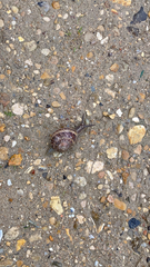 Cornu aspersum