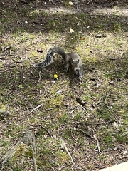 Sciurus carolinensis