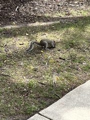 Sciurus carolinensis