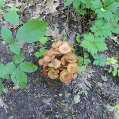 Desarmillaria caespitosa image